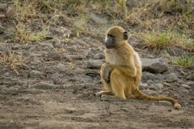 Chacma baboon sits putting paws on knees