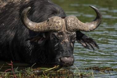 Close-up of Cape buffalo eating river grass