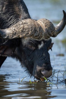 Close-up of Cape buffalo standing drinking water