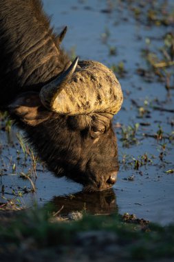 Close-up of Cape buffalo drinking from shallows