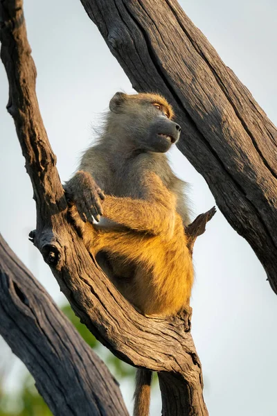 Chacma Baboon Sits Tree Looking — Stockfoto