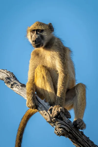 Close Chacma Baboon Sitting Branch — Stockfoto
