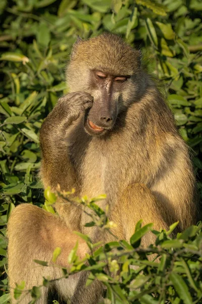 Chacma Baboon Sitting Tree Scratching Face — Stockfoto