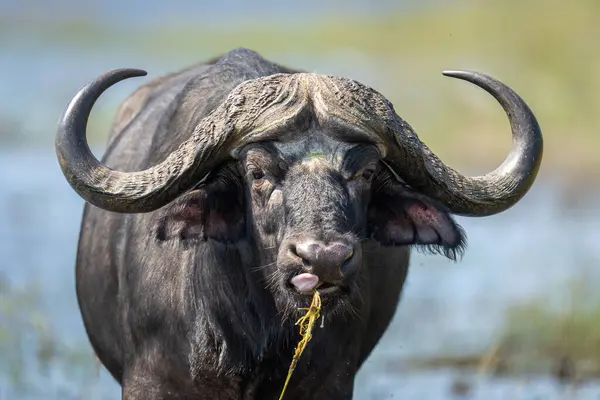 Close-up of Cape buffalo standing eating grass
