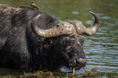 Close-up of Cape buffalo chewing river grass