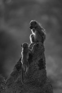 Mono chacma baboon joining mother on mound clipart