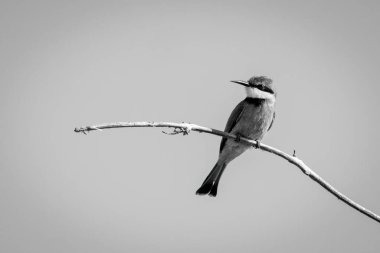 Mono little bee-eater turning head on branch