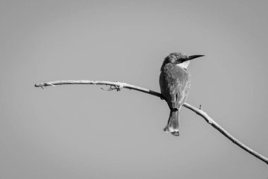Mono little bee-eater turns head on branch