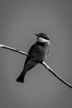 Mono little bee-eater with catchlight watches camera
