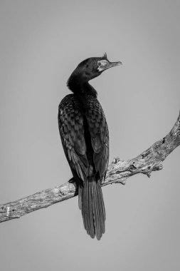 Mono reed cormorant turns head towards camera