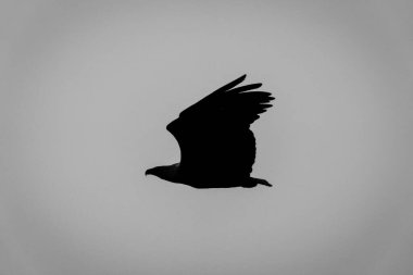 Mono silhouette of African fish eagle flying
