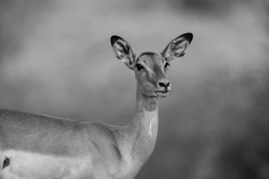 Mono close-up of female common impala chewing