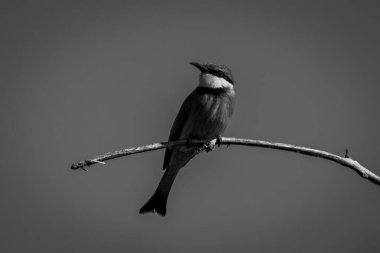 Mono little bee-eater on branch turning head