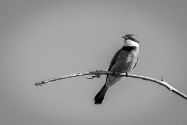 Mono little bee-eater on branch watching camera