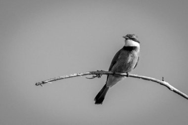 Mono little bee-eater on branch watching camera