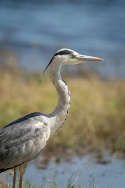 Close-up of grey heron standing by river