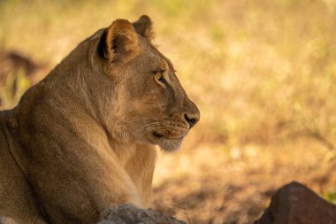 Close-up of lioness lying in shade staring