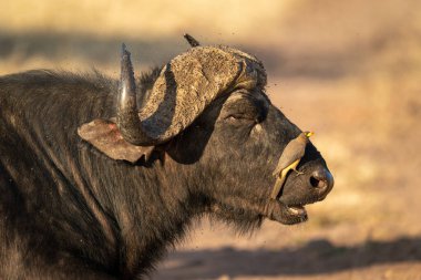Close-up of male Cape buffalo with oxpecker