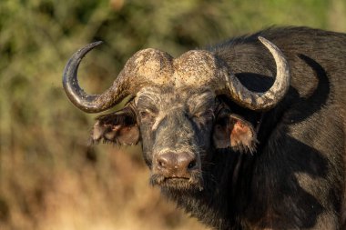 Close-up of male Cape buffalo in sunshine
