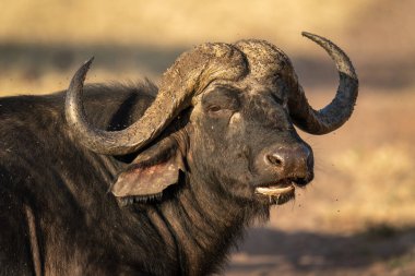 Close-up of male Cape buffalo turning head
