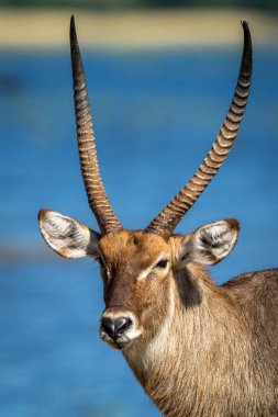 Close-up of male common waterbuck by river