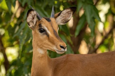 Close-up of young common impala watching camera