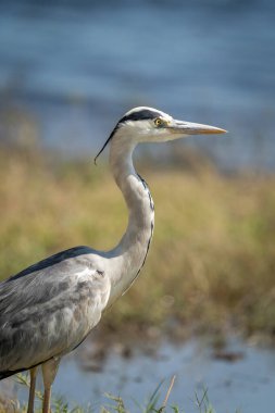 Close-up of grey heron standing by river