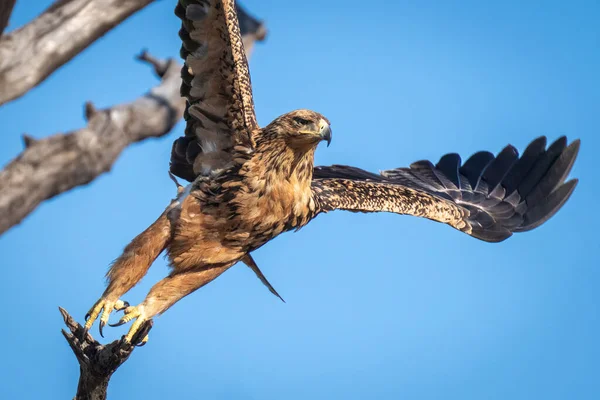 Close Tawny Eagle Flying Branch — Foto Stock