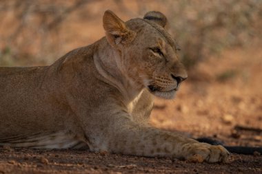 Close-up of lioness lying beneath shady tree