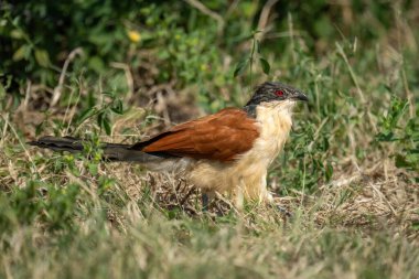 Coppery-tailed coucal walks through undergrowth in sunshine