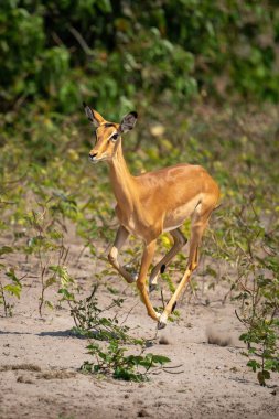 Female common impala runs across sunny riverbank