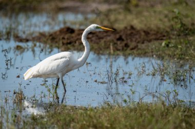 Great egret wades through shallows in sunshine