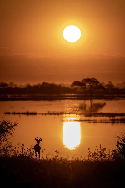 Common Impala Stands Riverbank Sunset — Stock Photo, Image