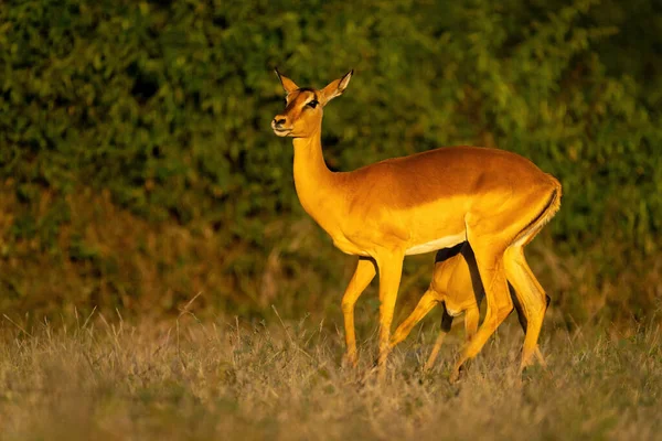 Common Impala Stands Nursing Calf Sunshine — Foto Stock