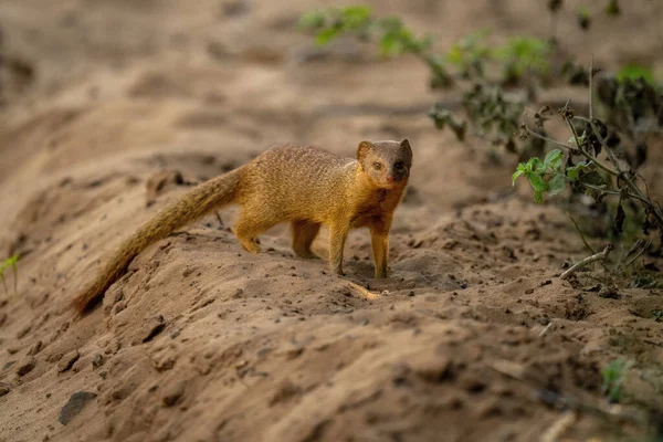 Common Slender Mongoose Track Watching Camera — Zdjęcie stockowe