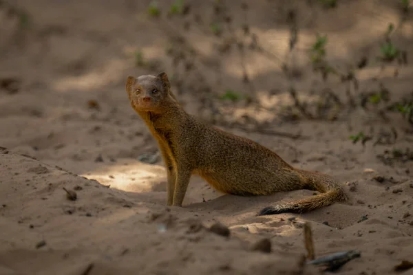 Common Slender Mongoose Track Eyeing Camera — Photo