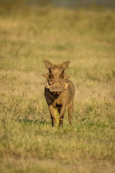Common Warthog Stands Facing Lens Grass — Zdjęcie stockowe