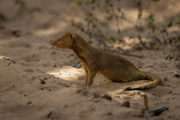 Common Slender Mongoose Sits Shady Track — Zdjęcie stockowe
