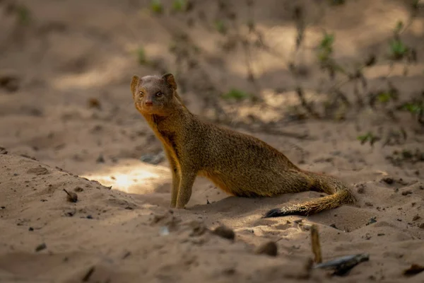 Common Slender Mongoose Sand Eyeing Camera — Stockfoto