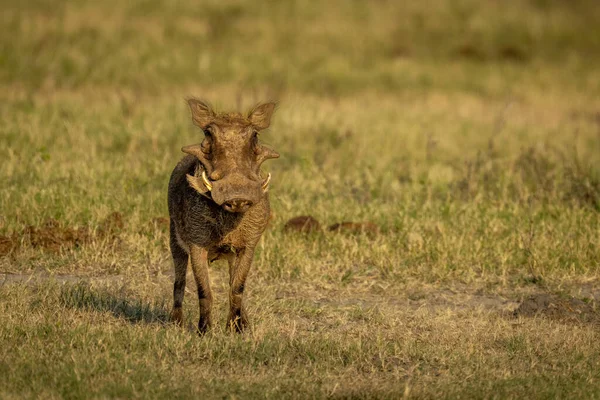 Common Warthog Stands Facing Camera Casting Shadow —  Fotos de Stock