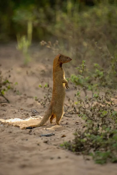 Common Slender Mongoose Hind Legs — Stock Photo, Image