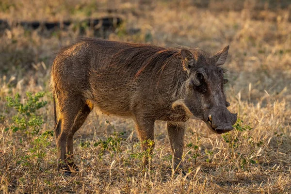 Common Warthog Stands Grass Eyeing Camera — Stock fotografie