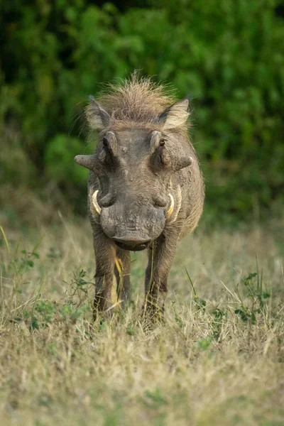 Κοινή Warthog Στέκεται Στο Γρασίδι Που Αντιμετωπίζει Κάμερα — Φωτογραφία Αρχείου