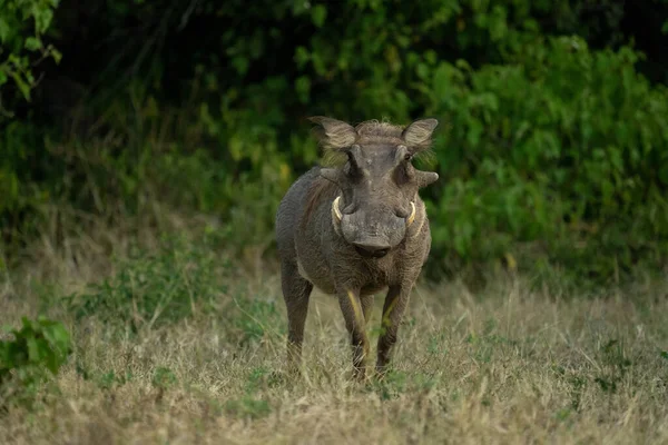 Common Warthog Stands Watching Camera Bushes —  Fotos de Stock