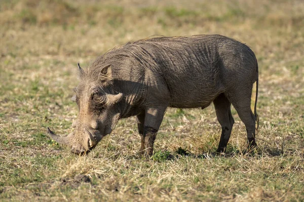 Common Warthog Stands Grass Sunshine — стоковое фото