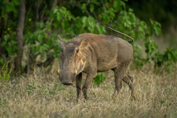 Common Warthog Stands Watching Lens Grass — Φωτογραφία Αρχείου