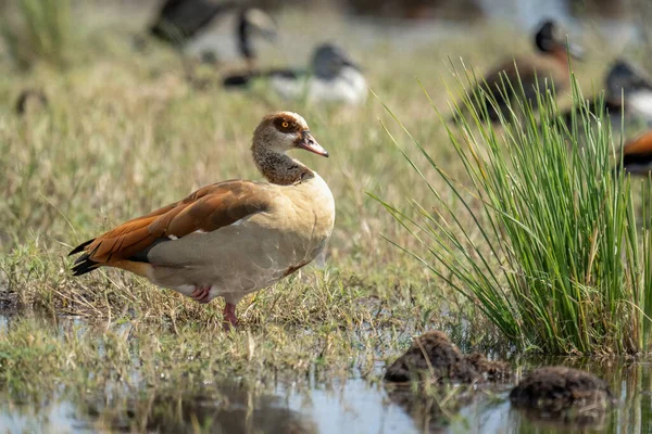 Egyptian Goose Stands River Lifting Foot — Stock fotografie