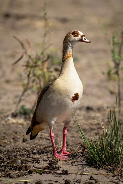 Egyptian Goose Stands Sand Lifting Head — стоковое фото