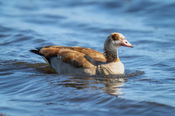 Egyptian Goose Swimming River Sunshine — стоковое фото