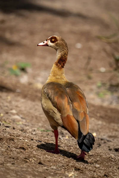 Egyptian Goose Walks Sunshine Turning Head — стоковое фото
